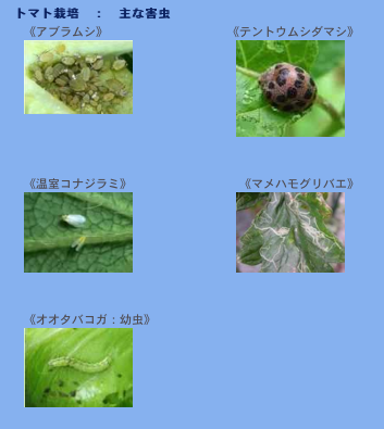 e38394e382afe38381e383a3-1